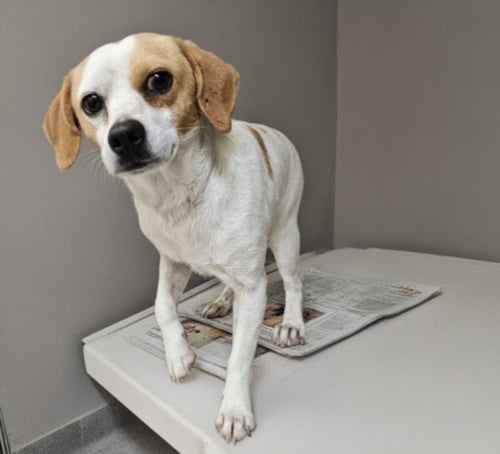 WIENERSCHNITZEL - Chihuahua / Beagle available for adoption