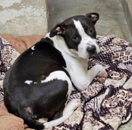 DAISY - Pit Bull Terrier available for adoption