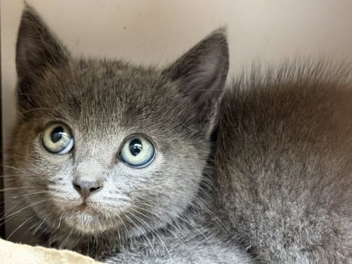 RAIN - Domestic Short Hair available for adoption