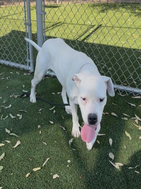 NALA - Dogo Argentino available for adoption