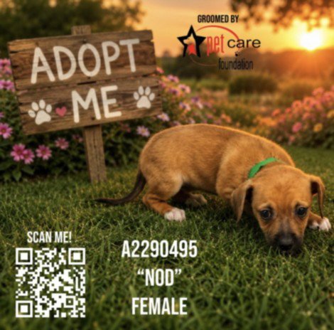 NOD - Chihuahua available for adoption
