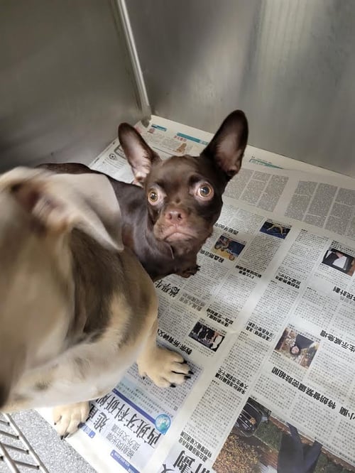 COCO - French Bulldog available for adoption