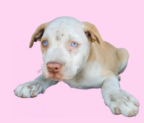 SEBASTIAN - American Pit Bull Terrier available for adoption