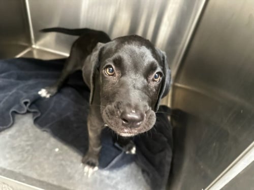 EMMIE - Pit Bull Terrier available for adoption