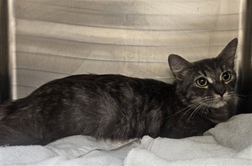 GRACIE - Domestic Medium Hair available for adoption