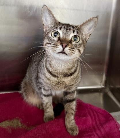 MONA - Domestic Short Hair available for adoption