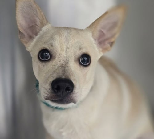 TEEFS - Chihuahua available for adoption