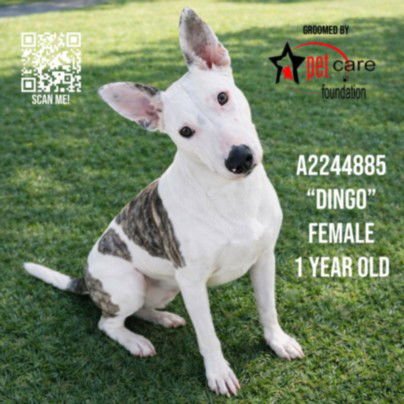 DOLLY - Bull Terrier available for adoption