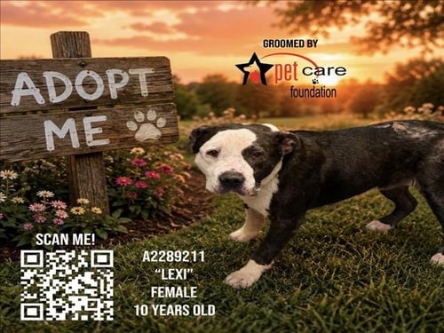 LEXI - Pit Bull Terrier available for adoption