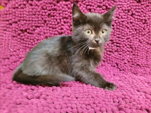 ANGRY POTATO - Domestic Short Hair available for adoption