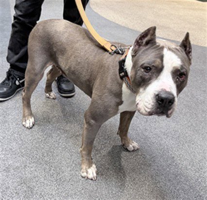 NINA - Pit Bull Terrier available for adoption