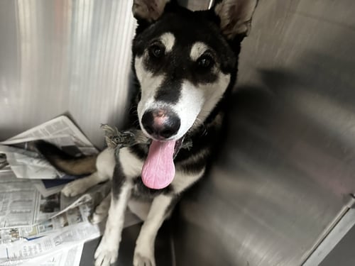 JICOTE - Siberian Husky available for adoption