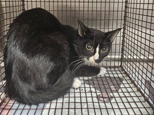 APPLESAUCE - Domestic Short Hair for adoption in Los Angeles