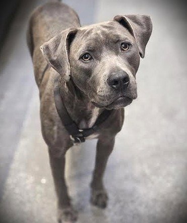 WILLOUGHBY - Pit Bull Terrier available for adoption
