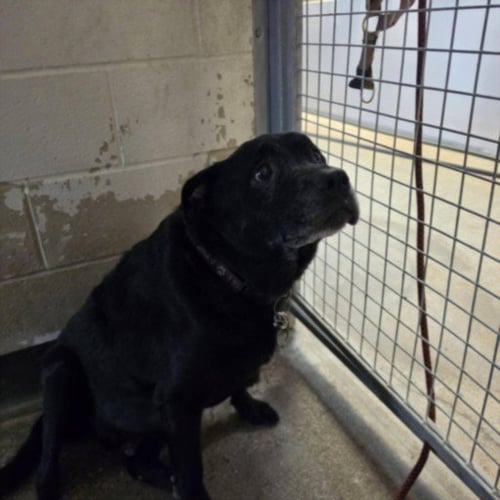 REX - Staffordshire Bull Terrier / Labrador Retriever available for adoption