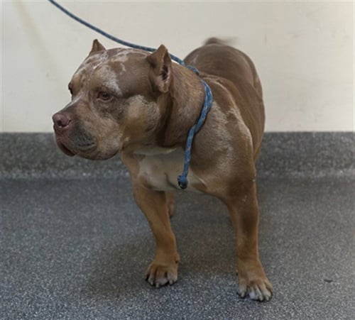 SPADE - Pit Bull Terrier available for adoption