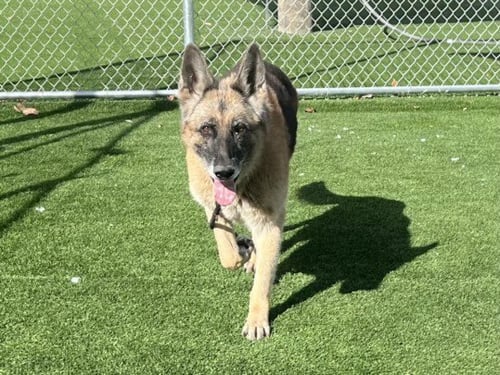SUGAR - German Shepherd Dog available for adoption
