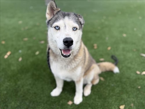 KHALEESI - Siberian Husky available for adoption