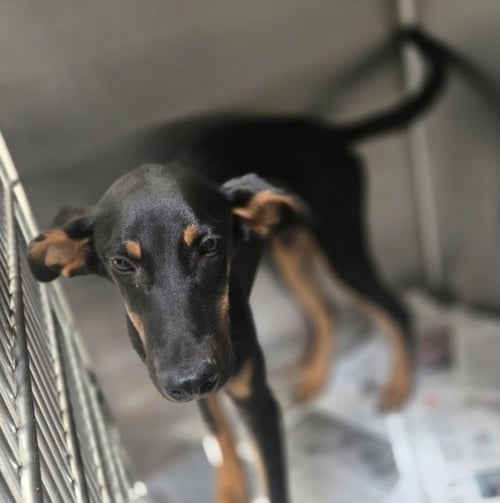 SYLVESTER - Doberman Pinscher available for adoption