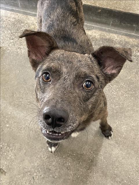 KRYPTO - Australian Cattle Dog/Blue Heeler available for adoption