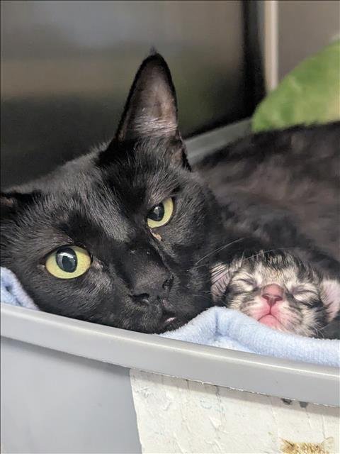 SPOOKY - Domestic Short Hair for adoption in Los Angeles