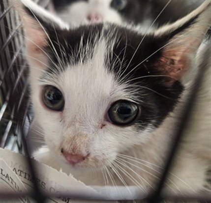 CARL - Domestic Short Hair available for adoption
