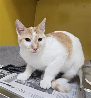 STAR - Domestic Short Hair available for adoption