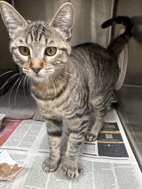 BELLADONNA - Domestic Short Hair available for adoption