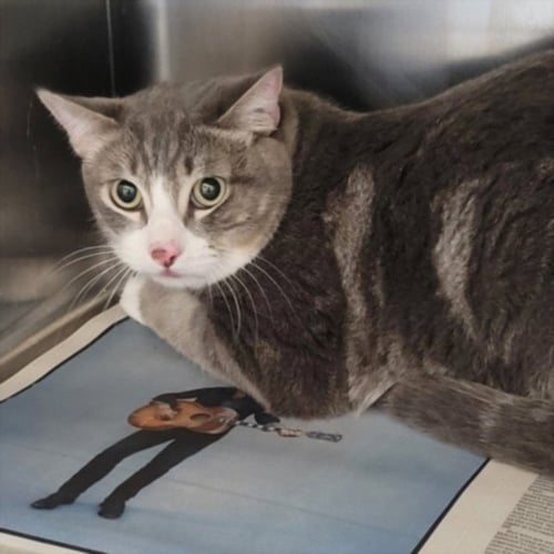 AYSHICA - Domestic Short Hair available for adoption