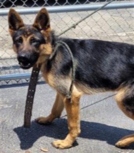 MATTHEW - German Shepherd Dog available for adoption