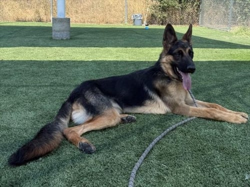 MATTHEW - German Shepherd Dog available for adoption