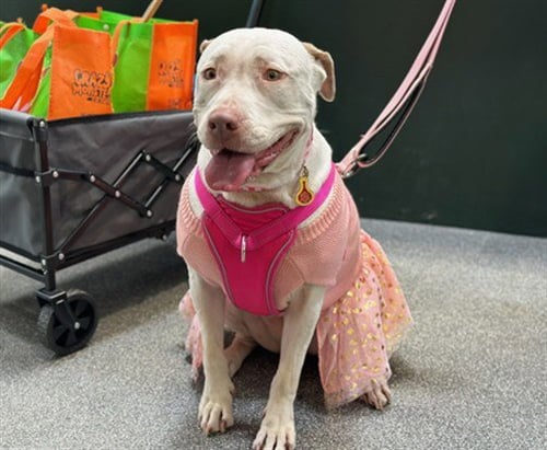 HAILEY BABY - Pit Bull Terrier available for adoption
