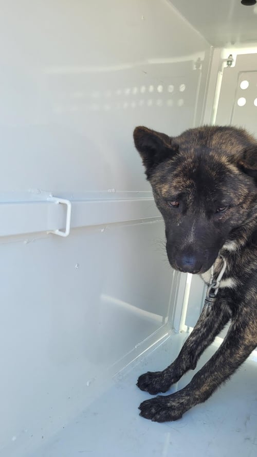 QUITA - Akita available for adoption