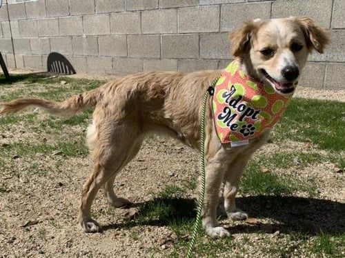 CAJU - Papillon / Chihuahua available for adoption