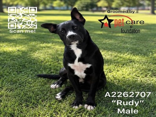 RUDY - Pit Bull Terrier / Labrador Retriever available for adoption