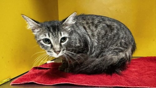PENNY - Domestic Short Hair available for adoption