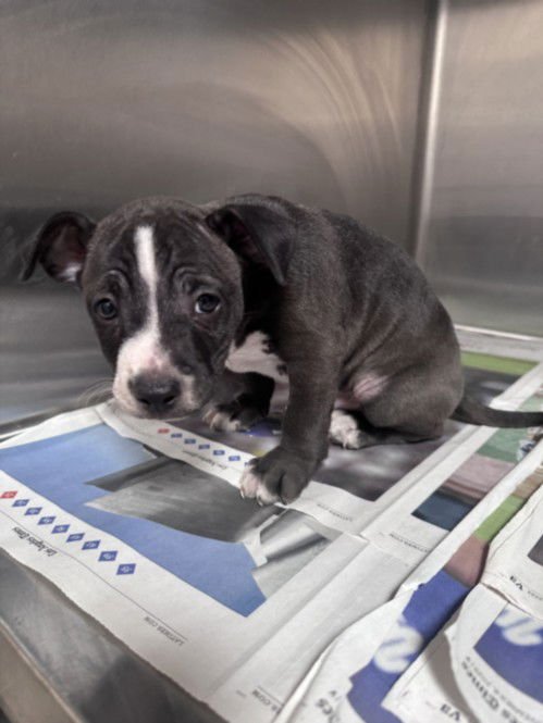 POLAR - Pit Bull Terrier available for adoption