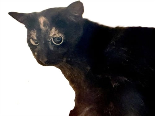 CARLIE - Domestic Short Hair for adoption in Los Angeles