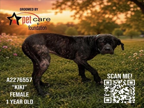 KIKI - Cane Corso Mastiff available for adoption