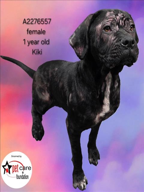 KIKI - Cane Corso Mastiff for adoption in Los Angeles