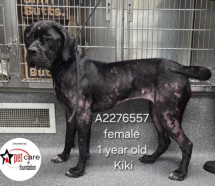 KIKI - Cane Corso Mastiff for adoption in Glendale