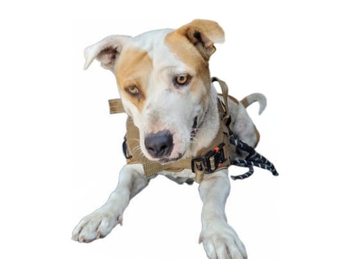 JEFFREY - American Pit Bull Terrier available for adoption