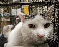 MEOWNNAISE - Photo 1