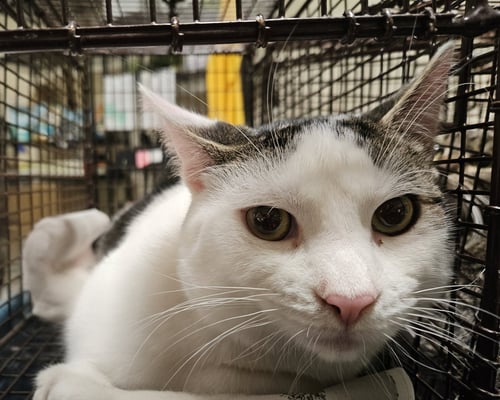 MEOWNNAISE - Domestic Short Hair for adoption in Glendale