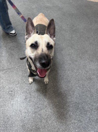 MAGGY - German Shepherd Dog available for adoption