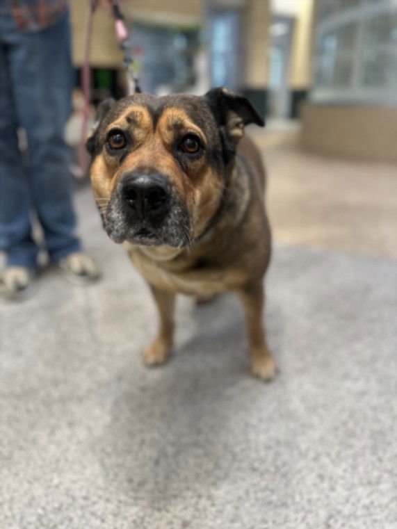 PEGGY - German Shepherd Dog available for adoption