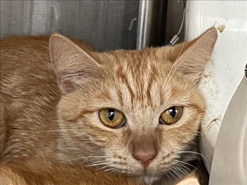 CHOO - Domestic Short Hair for adoption in Los Angeles