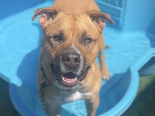 MARK - Pit Bull Terrier for adoption in Los Angeles