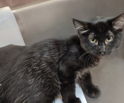 BAGHEERA