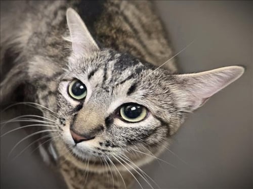LAYLA - Domestic Medium Hair available for adoption